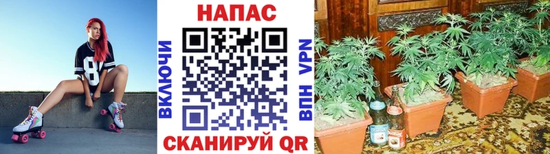 дарк нет какой сайт  Чистополь  Шишки марихуана SATIVA & INDICA 